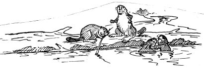 Beaver kits sketch by Hope Sawyer Buyukmihci, Refuge co-founder and artist