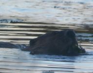 Beaver eating in main pond, Unexpected Wildlife Refuge photo