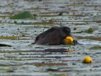 Beaver eating yellow water lily; Unexpected Wildlife Refuge photo