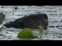 Beaver eating yellow water lilies, 17 May 2019