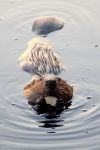 Beaver at Refuge Unexpected Wildlife Refuge photo