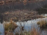 Beaver food 'raft', Unexpected Wildlife Photo