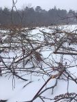 Beaver food 'raft' covered with snow, Unexpected Wildlife Refuge photo