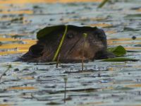 Beaver eating lily pads in main pond, Unexpected Wildlife Refuge photo