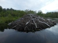 Beaver lodge in main pond, Unexpected Wildlife Refuge photo