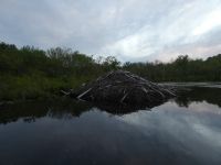 Beaver lodge on main pond, Unexpected Wildlife Refuge trail camera photo