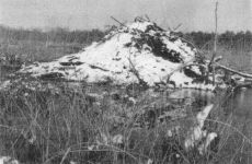 Snow-covered beaver lodge