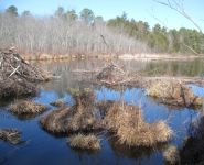 Beaver lodges and food raft in main pond, Unexpected Wildlife Refuge photo