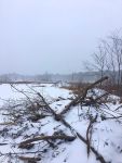 Beaver lodges covered with snow, Unexpected Wildlife Refuge photo