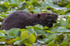 Beaver eating lily pads in main pond, Unexpected Wildlife Refuge photo