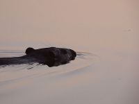 Beaver swimming in main pond at sunset, Unexpected Wildlife Refuge photo