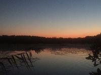 Beaver swimming in main pond, Venus visible, Unexpected Wildlife Refuge photo