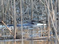 Beaver in Miller Pond, Unexpected Wildlife Refuge photo