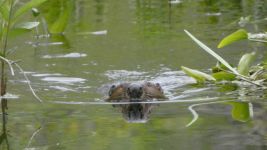 Beaver in main pond; Unexpected Wildlife Refuge photo