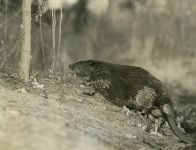 A beaver we called Nipper, Unexpected Wildlife Refuge photo