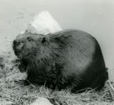 Beaver at the Refuge, photo by co-founder Hope Sawyer Buyukmihci