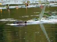 Beaver with reed in main pond, Unexpected Wildlife Refuge photo