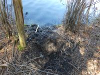 Beaver scent mound, Unexpected Wildlife Refuge photo