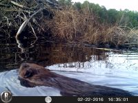 Beaver swimming to lodge, Unexpected Wildlife Refuge photo