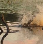 Beaver using tail as a warning to others; Unexpected Wildlife Refuge photo