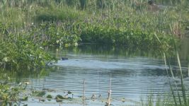 Beaver, lilies and pickerelweed in Miller Pond, Unexpected Wildlife Refuge photo