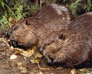 Beavers eating, Unexpected Wildlife Refuge photo
