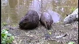 Beavers in Bickford video, 25 Jun 1994