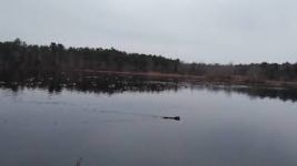 Beavers and Canada geese in main pond, 22 Feb 2019