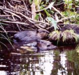 Beavers outside their lodge