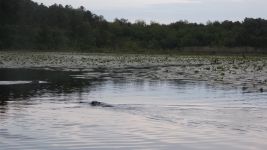 Beavers in main pond at the Refuge, Unexpected Wildlife Refuge photo