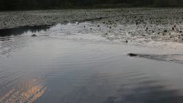 Beavers swimming in main pond