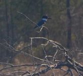Belted kingfisher, Unexpected Wildlife Refuge photo