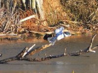 Belted kingfisher in flight, Unexpected Wildlife Refuge photo