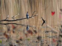 Belted kingfisher with fish, Unexpected Wildlife Refuge photo