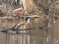 Belted kingfisher with fish, Unexpected Wildlife Refuge photo
