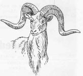 Bighorn sheep; sketch by Hope Sawyer Buyukmihci, Refuge co-founder and artist