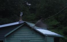 Bird photoed on the wing with trail camera, Unexpected Wildlife Refuge photo