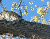 Black-and-white warbler