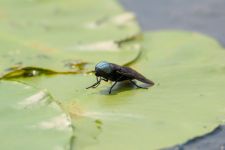 Black horse fly