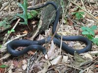 Black snake, Unexpected Wildlife Refuge photo
