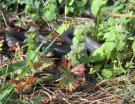 Black rat snake, Unexpected Wildlife Refuge photo