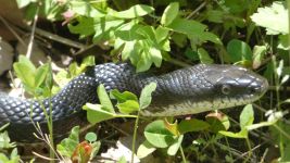 Black rat snake, Unexpected Wildlife Refuge photo