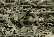 Black snake, photo by Hope Sawyer Buyukmihci, co-founder