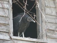 Black vulture in cabin barn attic, Unexpected Wildlife Refuge photo