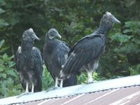Black vulture parent with fledglings on roof of cabin barn shed, Unexpected Wildlife Refuge photo