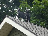 Black vulture fledglings on Headquarters roof, Unexpected Wildlife Refuge photo