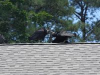 Black vulture feeding a fledgling on roof of Headquarters, Unexpected Wildlife Refuge photo