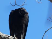 Black vulture, Unexpected Wildlife Refuge photo