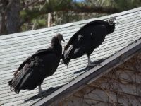 Black vulture couple on cabin barn, Unexpected Wildlife Refuge photo