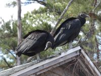 Black vulture couple on cabin barn, Unexpected Wildlife Refuge photo